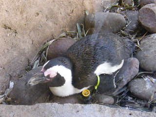 Filename=DSCF6439.JPG
Filesize=3252KiB
Dimensions=3264x2448
Date added=Sep 28, 2019 DSCF6439.JPG