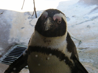 Filename=DSCF6441.JPG
Filesize=3425KiB
Dimensions=3264x2448
Date added=Sep 28, 2019 DSCF6441.JPG