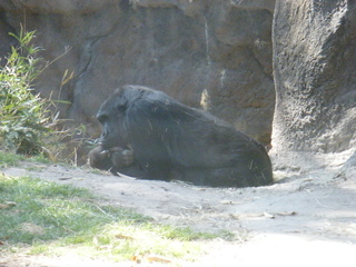 Filename=DSCF6448.JPG
Filesize=3126KiB
Dimensions=3264x2448
Date added=Sep 28, 2019 DSCF6448.JPG