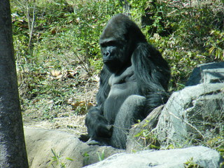 Filename=DSCF6457.JPG
Filesize=3189KiB
Dimensions=3264x2448
Date added=Sep 28, 2019 DSCF6457.JPG