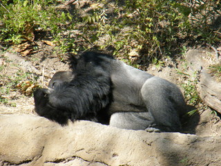 Filename=DSCF6459.JPG
Filesize=3206KiB
Dimensions=3264x2448
Date added=Sep 28, 2019 DSCF6459.JPG