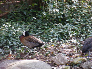 Filename=DSCF6467.JPG
Filesize=3181KiB
Dimensions=3264x2448
Date added=Sep 28, 2019 DSCF6467.JPG