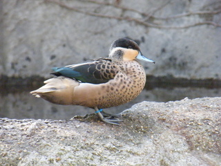 Filename=DSCF6472.JPG
Filesize=3165KiB
Dimensions=3264x2448
Date added=Sep 28, 2019 DSCF6472.JPG