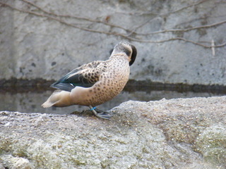 Filename=DSCF6473.JPG
Filesize=3126KiB
Dimensions=3264x2448
Date added=Sep 28, 2019 DSCF6473.JPG