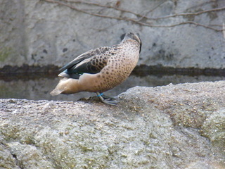 Filename=DSCF6474.JPG
Filesize=3303KiB
Dimensions=3264x2448
Date added=Sep 28, 2019 DSCF6474.JPG