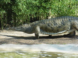 Filename=DSCF6481.JPG
Filesize=2985KiB
Dimensions=3264x2448
Date added=Sep 28, 2019 DSCF6481.JPG