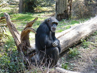 Filename=DSCF6483.JPG
Filesize=3148KiB
Dimensions=3264x2448
Date added=Sep 28, 2019 DSCF6483.JPG