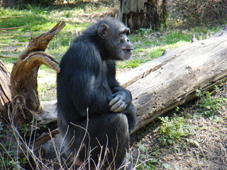 Filename=DSCF6484.JPG
Filesize=3085KiB
Dimensions=3264x2448
Date added=Sep 28, 2019 DSCF6484.JPG