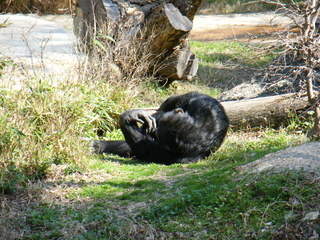 Filename=DSCF6486.JPG
Filesize=3192KiB
Dimensions=3264x2448
Date added=Sep 28, 2019 DSCF6486.JPG