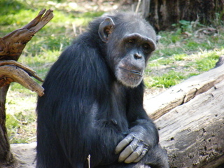 Filename=DSCF6487.JPG
Filesize=3093KiB
Dimensions=3264x2448
Date added=Sep 28, 2019 DSCF6487.JPG