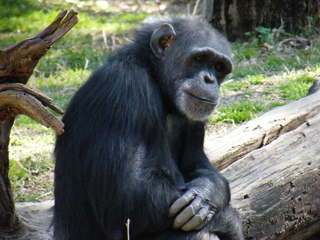 Filename=DSCF6491.JPG
Filesize=3223KiB
Dimensions=3264x2448
Date added=Sep 28, 2019 DSCF6491.JPG