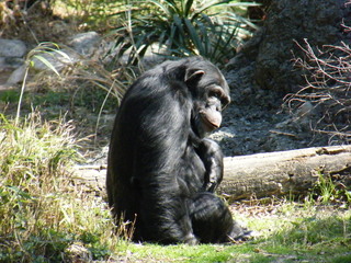 Filename=DSCF6493.JPG
Filesize=3039KiB
Dimensions=3264x2448
Date added=Sep 28, 2019 DSCF6493.JPG