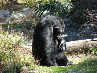 Filename=DSCF6495.JPG
Filesize=3016KiB
Dimensions=3264x2448
Date added=Sep 28, 2019 DSCF6495.JPG