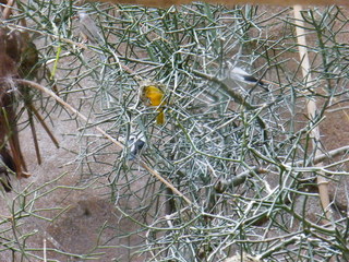 Filename=DSCF6505.JPG
Filesize=2962KiB
Dimensions=3264x2448
Date added=Sep 28, 2019 DSCF6505.JPG