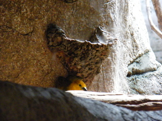 Filename=DSCF6508.JPG
Filesize=3267KiB
Dimensions=3264x2448
Date added=Sep 28, 2019 DSCF6508.JPG