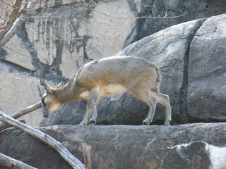 Filename=DSCF6509.JPG
Filesize=3288KiB
Dimensions=3264x2448
Date added=Sep 28, 2019 DSCF6509.JPG