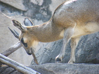 Filename=DSCF6513.JPG
Filesize=3253KiB
Dimensions=3264x2448
Date added=Sep 28, 2019 DSCF6513.JPG