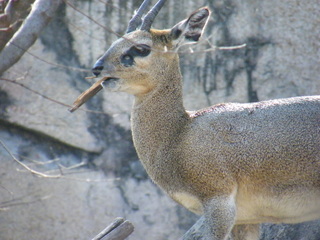 Filename=DSCF6515.JPG
Filesize=3164KiB
Dimensions=3264x2448
Date added=Sep 28, 2019 DSCF6515.JPG