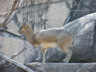 Filename=DSCF6517.JPG
Filesize=3342KiB
Dimensions=3264x2448
Date added=Sep 28, 2019 DSCF6517.JPG