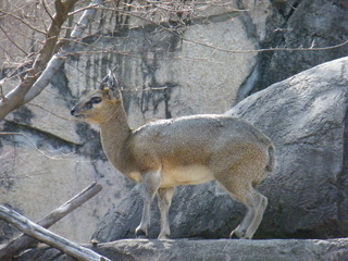 Filename=DSCF6518.JPG
Filesize=2952KiB
Dimensions=3264x2448
Date added=Sep 28, 2019 DSCF6518.JPG