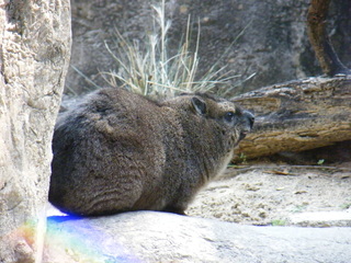 Filename=DSCF6524.JPG
Filesize=3147KiB
Dimensions=3264x2448
Date added=Sep 28, 2019 DSCF6524.JPG