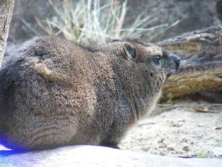 Filename=DSCF6526.JPG
Filesize=3209KiB
Dimensions=3264x2448
Date added=Sep 28, 2019 DSCF6526.JPG