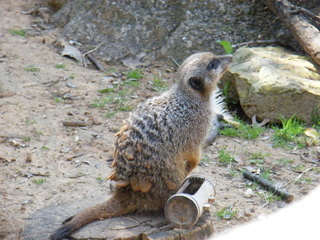 Filename=DSCF6531.JPG
Filesize=3196KiB
Dimensions=3264x2448
Date added=Sep 28, 2019 DSCF6531.JPG