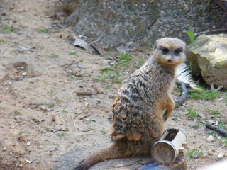 Filename=DSCF6532.JPG
Filesize=3157KiB
Dimensions=3264x2448
Date added=Sep 28, 2019 DSCF6532.JPG