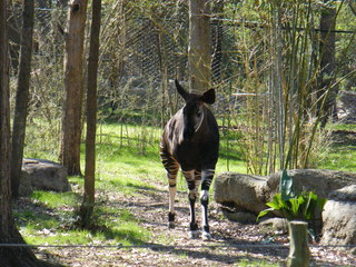 Filename=DSCF6533.JPG
Filesize=3233KiB
Dimensions=3264x2448
Date added=Sep 28, 2019 DSCF6533.JPG