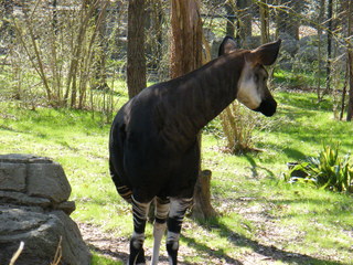 Filename=DSCF6537.JPG
Filesize=3150KiB
Dimensions=3264x2448
Date added=Sep 28, 2019 DSCF6537.JPG