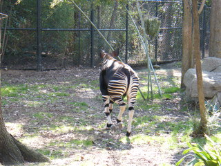 Filename=DSCF6539.JPG
Filesize=3172KiB
Dimensions=3264x2448
Date added=Sep 28, 2019 DSCF6539.JPG