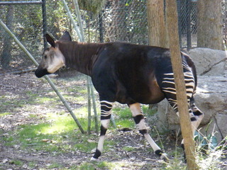 Filename=DSCF6541.JPG
Filesize=3125KiB
Dimensions=3264x2448
Date added=Sep 28, 2019 DSCF6541.JPG