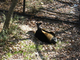 Filename=DSCF6550.JPG
Filesize=3068KiB
Dimensions=3264x2448
Date added=Sep 28, 2019 DSCF6550.JPG