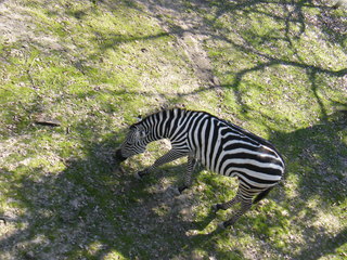 Filename=DSCF6551.JPG
Filesize=3055KiB
Dimensions=3264x2448
Date added=Sep 28, 2019 DSCF6551.JPG