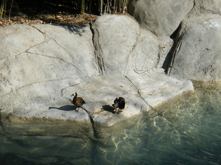 Filename=DSCF6558.JPG
Filesize=3297KiB
Dimensions=3264x2448
Date added=Sep 28, 2019 DSCF6558.JPG