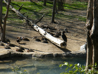 Filename=DSCF6570.JPG
Filesize=3088KiB
Dimensions=3264x2448
Date added=Sep 28, 2019 DSCF6570.JPG