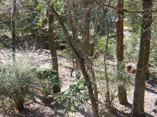 Filename=DSCF6574.JPG
Filesize=3289KiB
Dimensions=3264x2448
Date added=Sep 28, 2019 DSCF6574.JPG