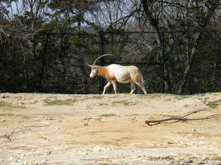 Filename=DSCF6576.JPG
Filesize=3054KiB
Dimensions=3264x2448
Date added=Sep 28, 2019 DSCF6576.JPG