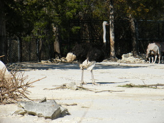 Filename=DSCF6582.JPG
Filesize=2870KiB
Dimensions=3264x2448
Date added=Sep 28, 2019 DSCF6582.JPG