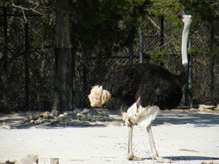 Filename=DSCF6583.JPG
Filesize=3296KiB
Dimensions=3264x2448
Date added=Sep 28, 2019 DSCF6583.JPG