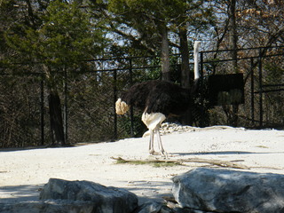 Filename=DSCF6586.JPG
Filesize=3042KiB
Dimensions=3264x2448
Date added=Sep 28, 2019 DSCF6586.JPG