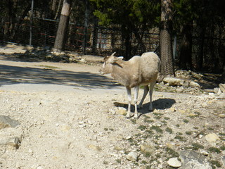 Filename=DSCF6587.JPG
Filesize=2890KiB
Dimensions=3264x2448
Date added=Sep 28, 2019 DSCF6587.JPG