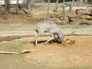 Filename=DSCF6595.JPG
Filesize=3079KiB
Dimensions=3264x2448
Date added=Sep 28, 2019 DSCF6595.JPG