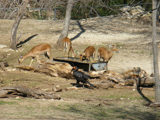 Filename=DSCF6597.JPG
Filesize=3060KiB
Dimensions=3264x2448
Date added=Sep 28, 2019 DSCF6597.JPG