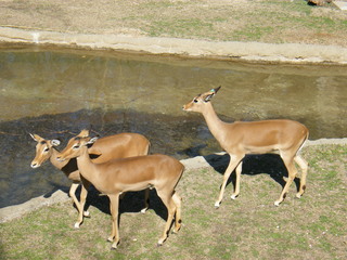 Filename=DSCF6599.JPG
Filesize=3052KiB
Dimensions=3264x2448
Date added=Sep 28, 2019 DSCF6599.JPG