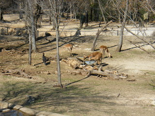 Filename=DSCF6600.JPG
Filesize=3144KiB
Dimensions=3264x2448
Date added=Sep 28, 2019 DSCF6600.JPG