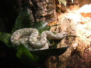 Filename=DSCF6636.JPG
Filesize=3236KiB
Dimensions=3264x2448
Date added=Sep 28, 2019 DSCF6636.JPG