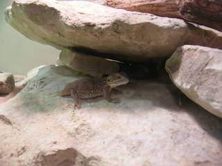 Filename=DSCF6642.JPG
Filesize=3448KiB
Dimensions=3264x2448
Date added=Sep 28, 2019 DSCF6642.JPG