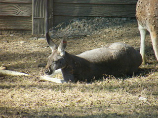 Filename=DSCF6656.JPG
Filesize=3248KiB
Dimensions=3264x2448
Date added=Sep 28, 2019 DSCF6656.JPG