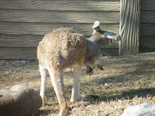 Filename=DSCF6657.JPG
Filesize=3247KiB
Dimensions=3264x2448
Date added=Sep 28, 2019 DSCF6657.JPG